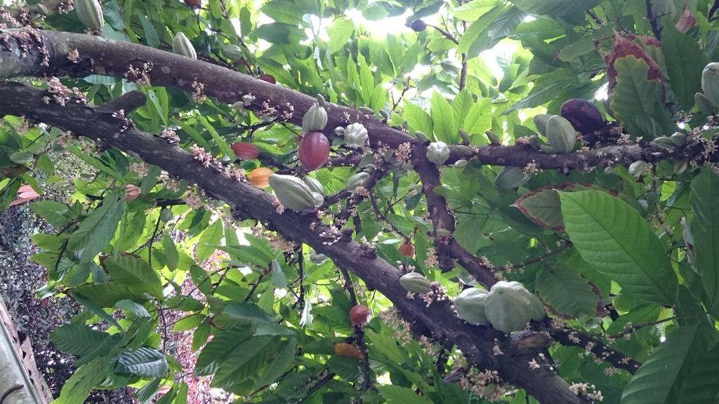 Pousada Cheiro De Cacau Порту-Сегуру Экстерьер фото