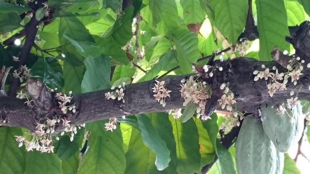 Pousada Cheiro De Cacau Порту-Сегуру Экстерьер фото